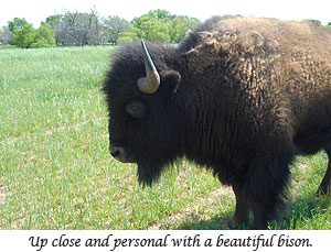 Beautiful bison on LBJ ranch