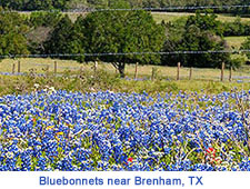 Bluebonnets