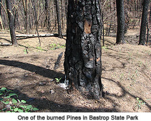 Bastrop State Park