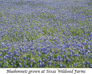 Field of Bluebonnets at Texas Wildseed Farms