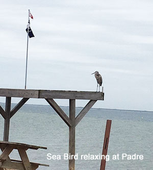 Sea Bird at Padre