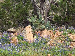 Cactus and Bluebonners