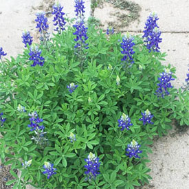 Bluebonnets