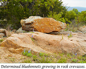 Bluebonnets growing out of the rock crevasses