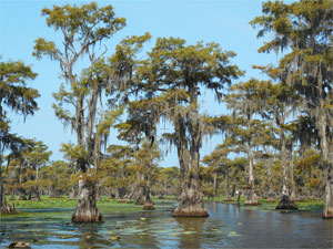 Caddo Lake, Texas