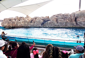 Dophins at Aquarium