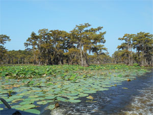 Caddo Lake, Texas